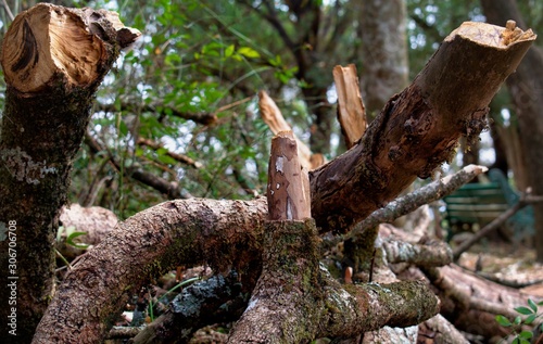 pile of cut branches and trunks on the ground  lying on top of each other. Cutting of trees  destruction of forests