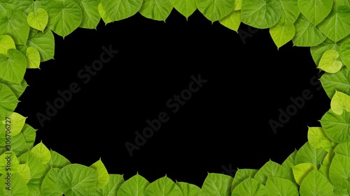 green leaves frame
