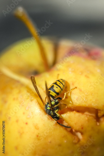 Wasps eating rotten yellow apple fallen on ground. Close up of yellow wasps