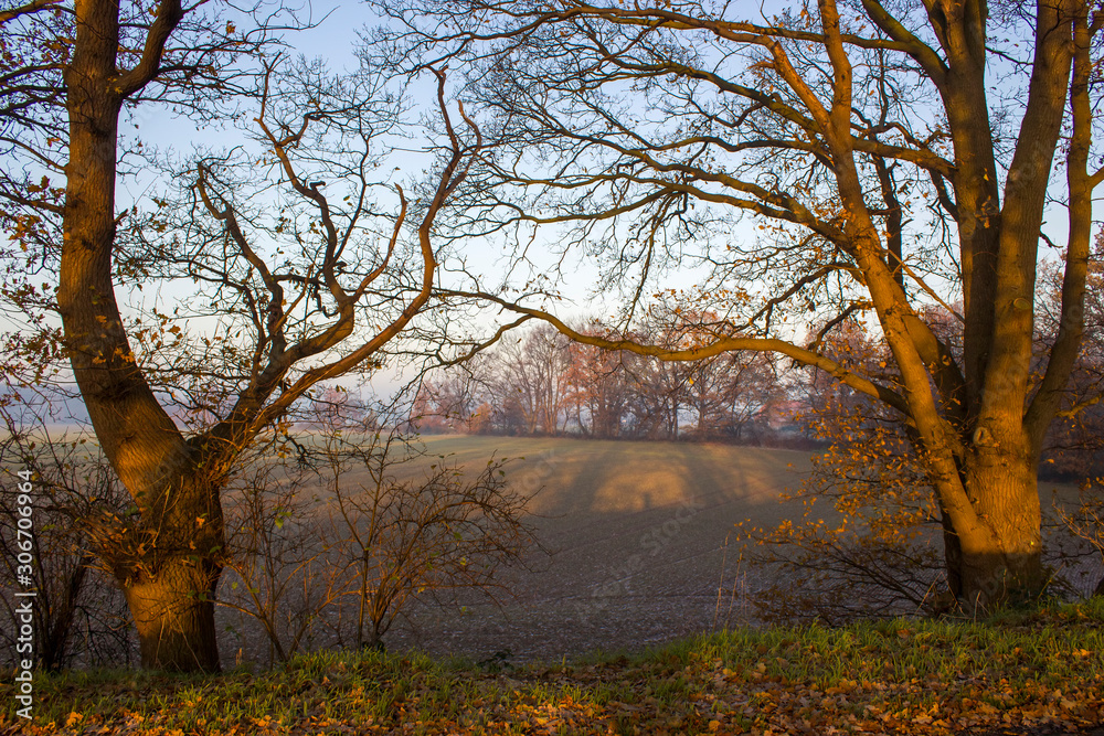 trees on a field - sunny autumn morning
