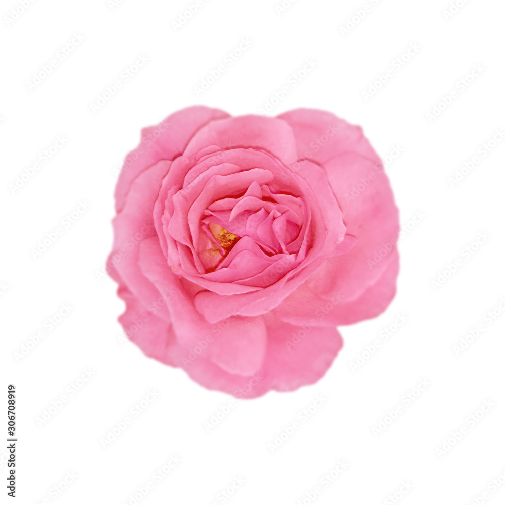 Beautiful rose flower isolated on a white background Beautiful rose flower isolated on a white background