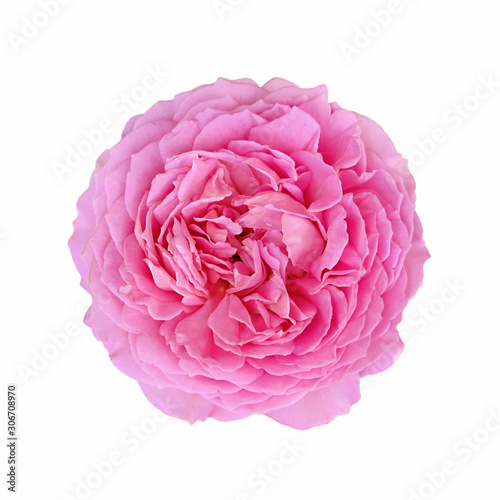 Beautiful rose flower isolated on a white background