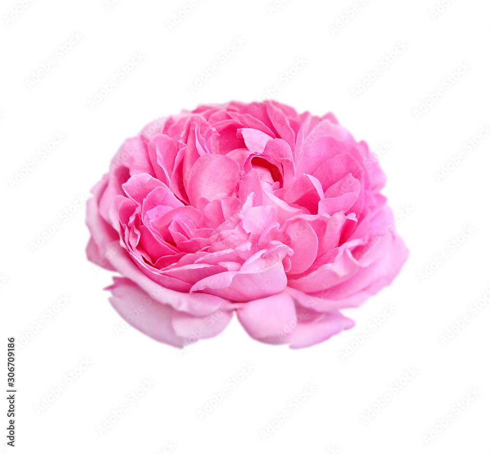 Beautiful rose flower isolated on a white background Beautiful rose flower isolated on a white background