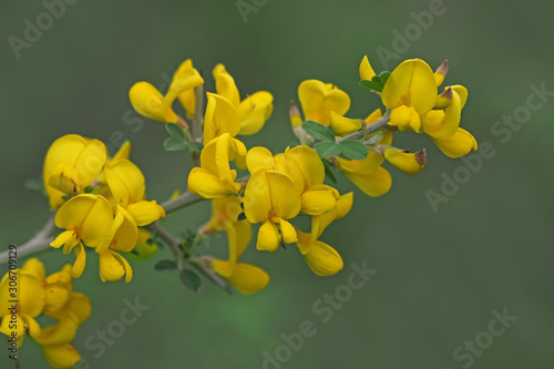 yellow flowering spartium junceum plant