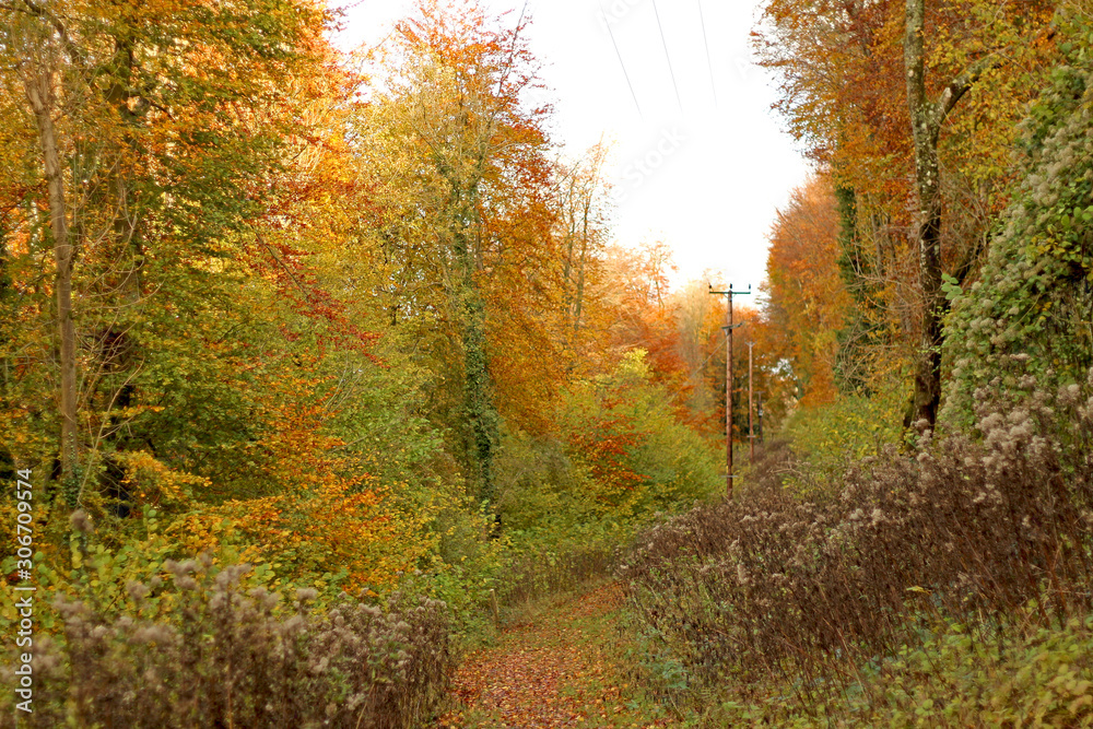 Obraz premium Autumn rural forest landscape with wooden telephone pylons along a track
