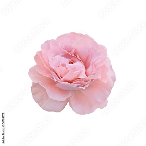 Beautiful pink rose isolated on a white background