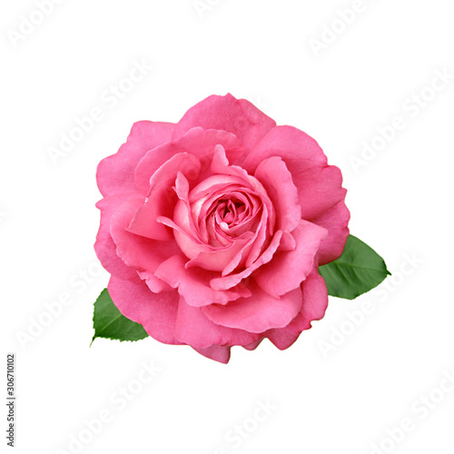 Beautiful pink rose isolated on a white background