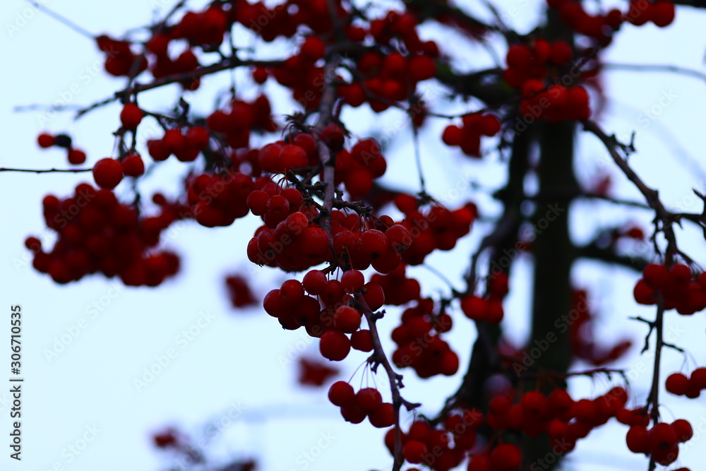 Rowan berries on tree in cold, frosty winter Rowan berries on tree in cold, frosty winter