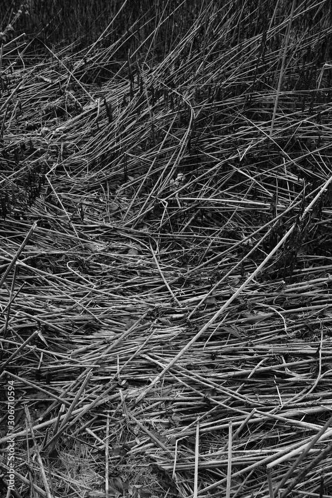 Schilff Natur Hintergrund Textur Schilff Natur Hintergrund Textur
