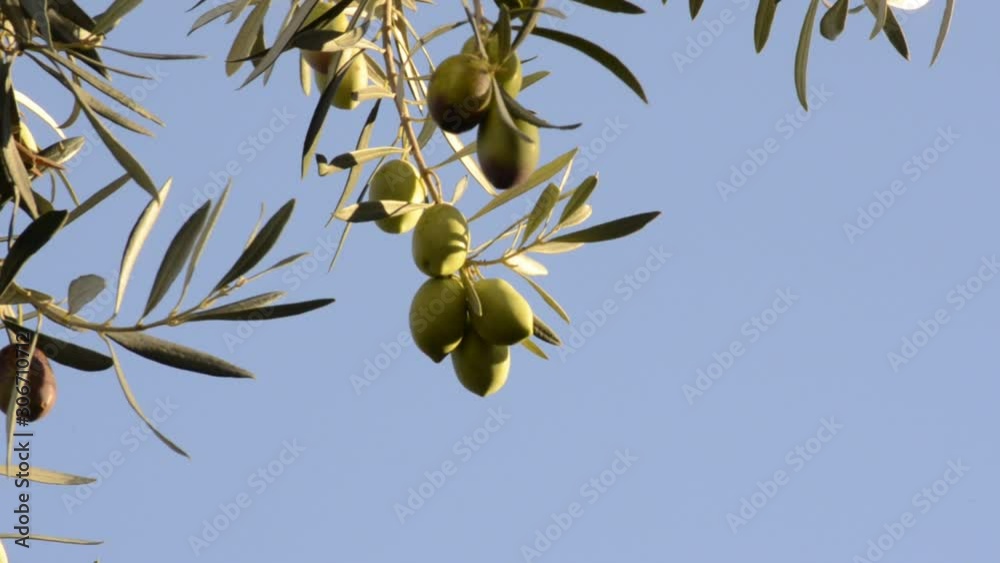 olive branch with lots of olives on it. closeup photo olive branch with lots of olives on it. closeup photo