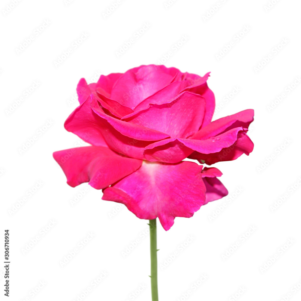 Beautiful pink rose isolated on a white background Beautiful pink rose isolated on a white background