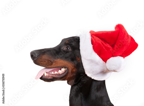 dog breed Doberman pincher in cap Santa Claus isolated on white background