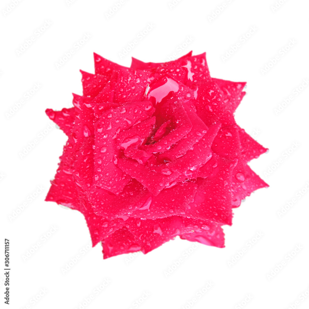 Beautiful pink rose isolated on a white background Beautiful pink rose isolated on a white background