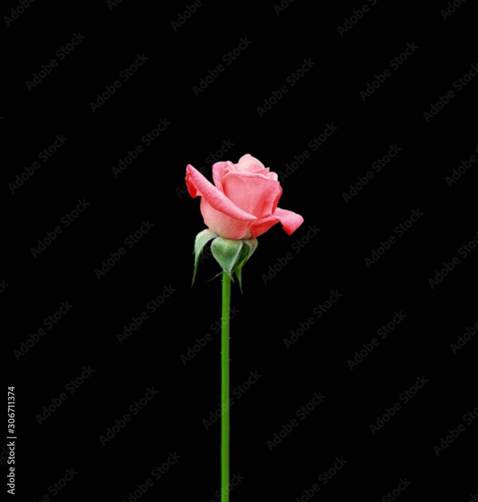 Beautiful pink rose isolated on a black background Beautiful pink rose isolated on a black background