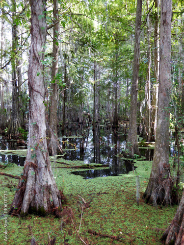 Eine Gruppe von Sumpfzypressen mit gut sichtbaren Atemknie (Pneumatophoren) in der Sumpflandschaft der Everglades in Florida (USA) photo