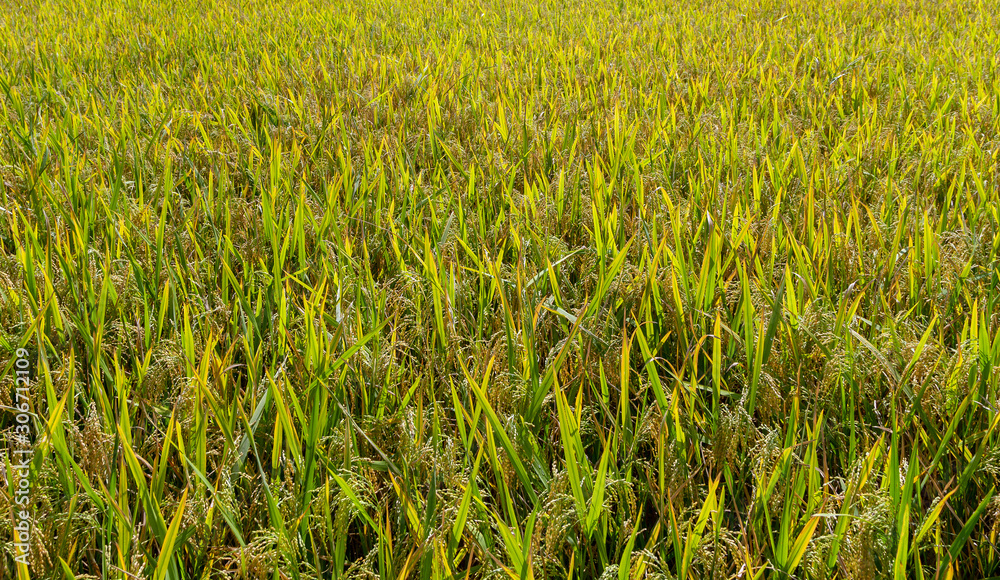 yellow green ear rice field close up