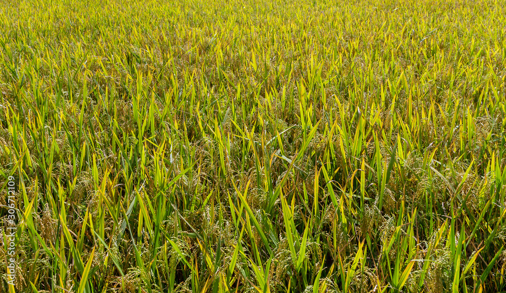 yellow green ear rice field close up yellow green ear rice field close up