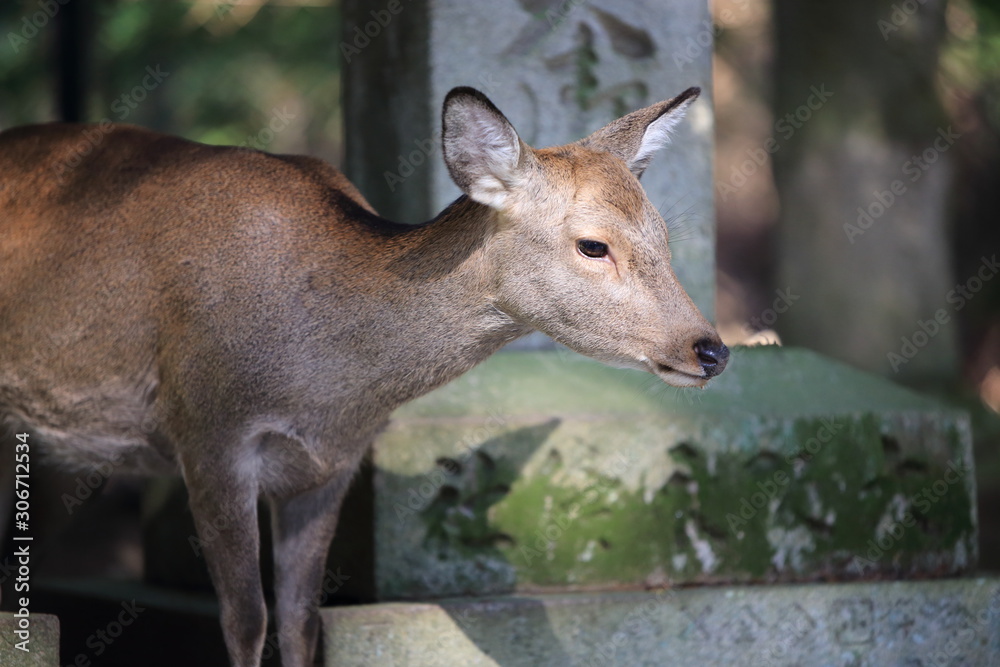 Nara Park in Nara Prefecture, Japan and the scenery of deer living in the park Nara Park in Nara Prefecture, Japan and the scenery of deer living in the park