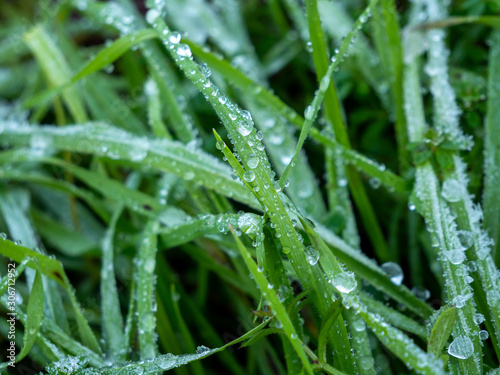 Frost mit Wassertropfen auf einer Wiese