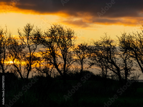 colorful sunrise on a windy morning with black tree silhouettes in the center of the picture