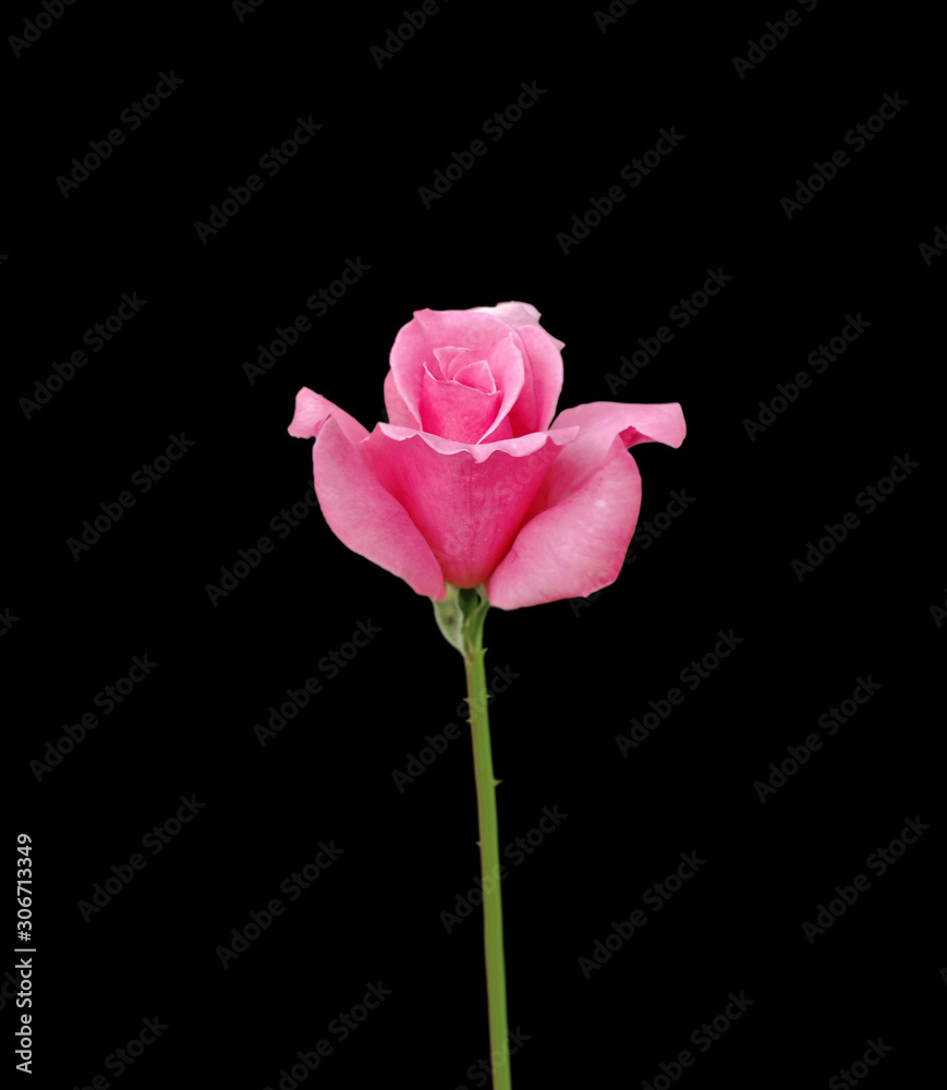 Beautiful pink rose isolated on a black background Beautiful pink rose isolated on a black background