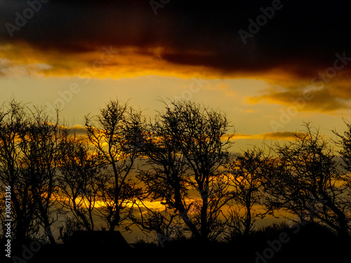 colorful sunrise on a windy morning with black tree silhouettes in the center of the picture