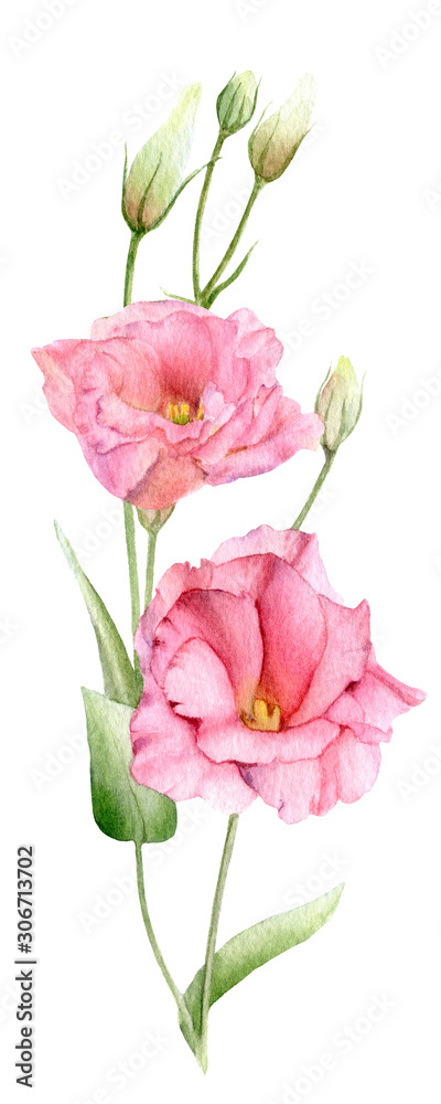Obraz premium Tender branch with pink flowers(lisianthus) hand drawn in watercolor isolated on a white background. Ideal for creating invitations, greeting cards. Floral illustration. Watercolor botanic element