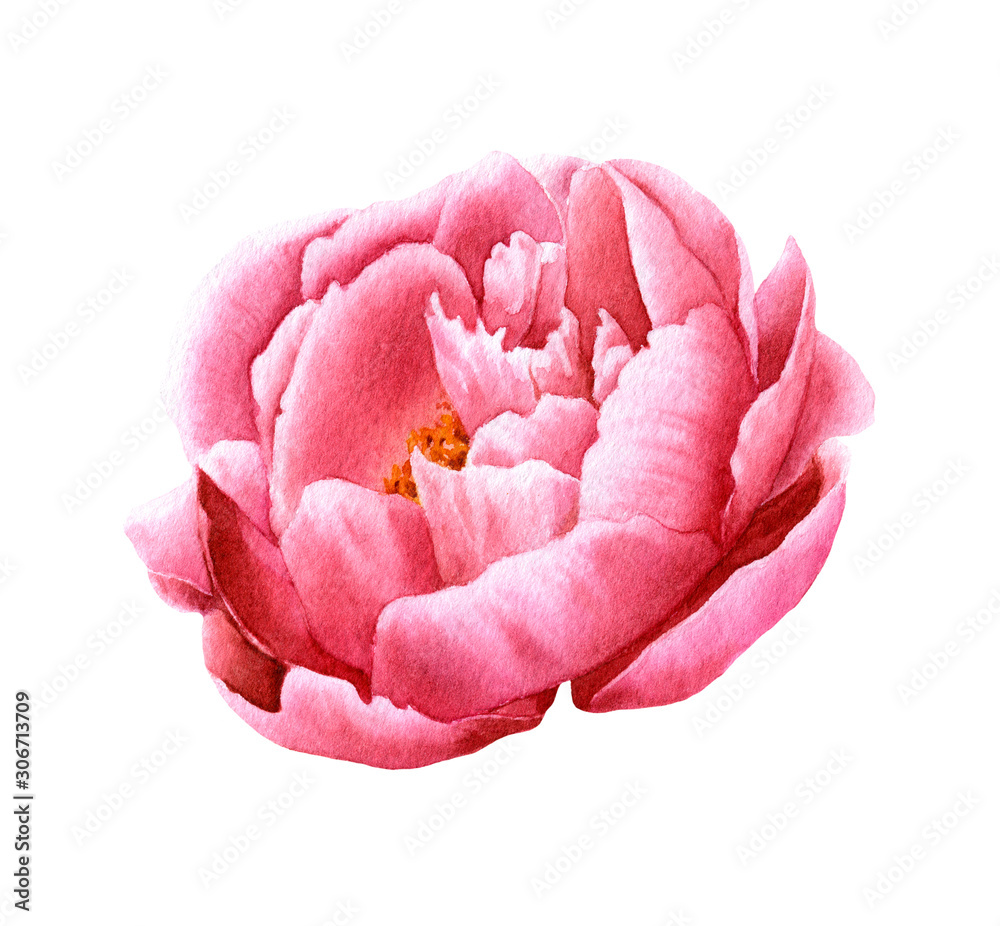 Fototapeta Malownicza pełnowymiarowa różowa piwonia ręcznie rysowana na białym tle.
