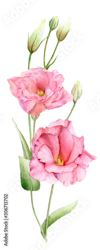 Tender branch with pink flowers lisianthus  hand drawn in watercolor isolated on a white background. Ideal for creating invitations  greeting cards. Floral illustration. Watercolor botanic element 