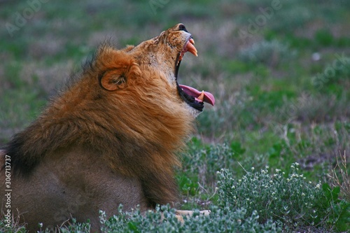 The sleepy lion