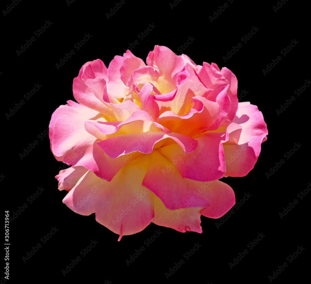 Beautiful pink rose isolated on a black background Beautiful pink rose isolated on a black background