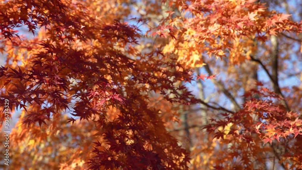 Red maple leaves fluttering in the wind Red maple leaves fluttering in the wind