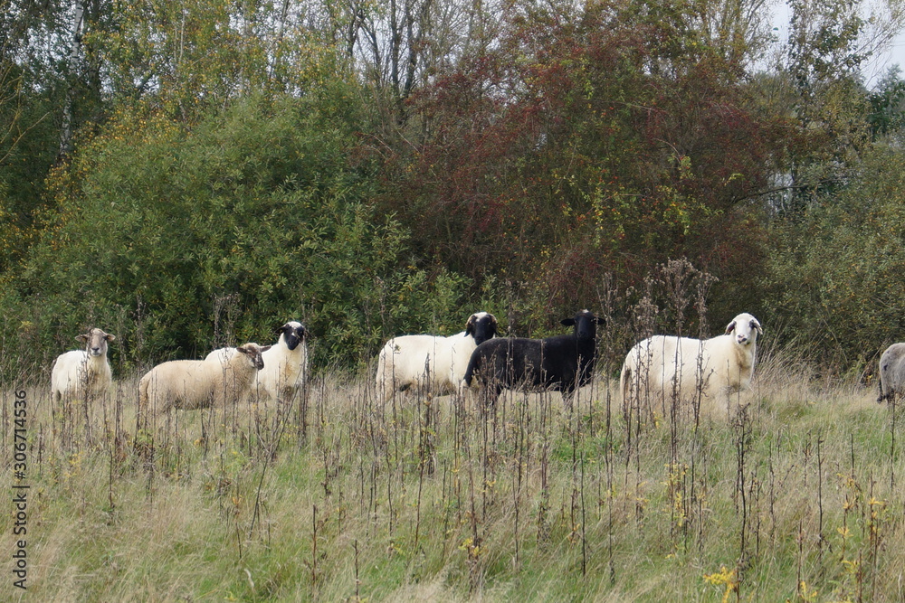 Fototapeta premium dezember