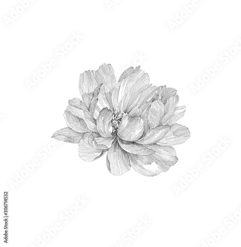 black and white ink illustration of a peony flower