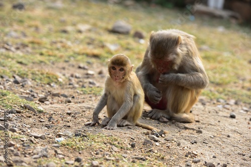 Baby Macaque under mum s supervision