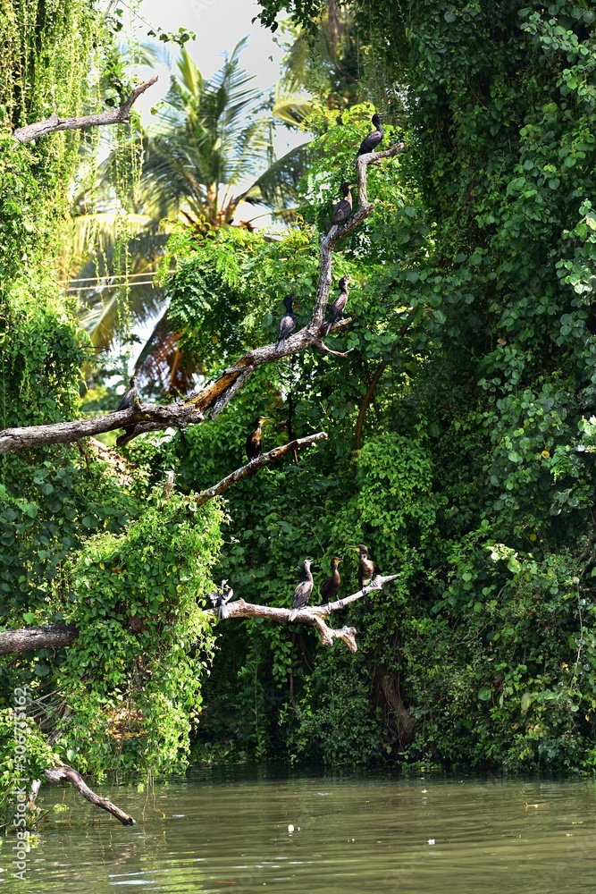 Fototapeta premium Cormorants soaking up the sunshine to dry off