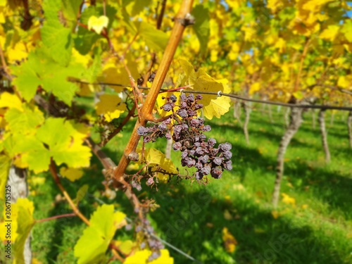 red grapes on the vine photo