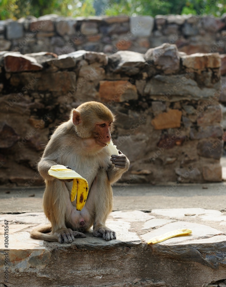 Macaque stuffing its food pouches with a banana Macaque stuffing its food pouches with a banana