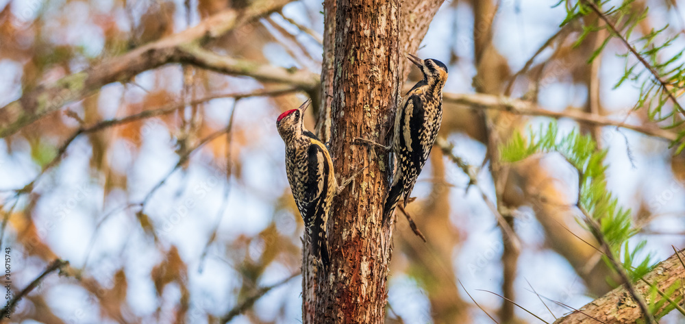 A pair of migratory Yellow-bellied sapsuckers A pair of migratory Yellow-bellied sapsuckers