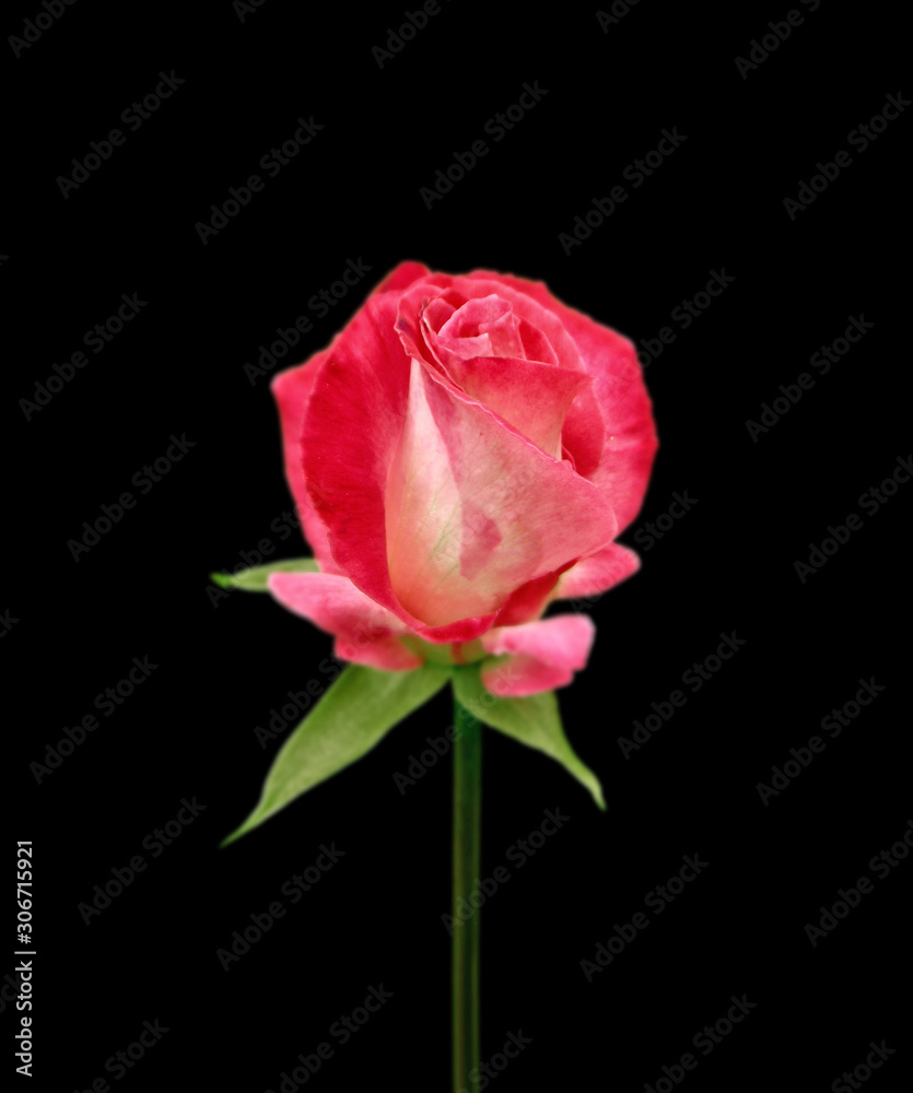Beautiful pink rose isolated on a black background Beautiful pink rose isolated on a black background