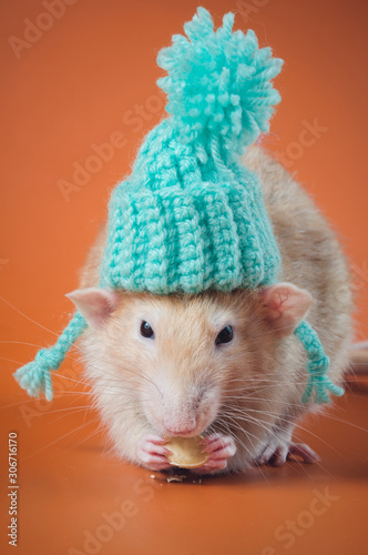 Cute decorative rat in funny knitted hat on orange background