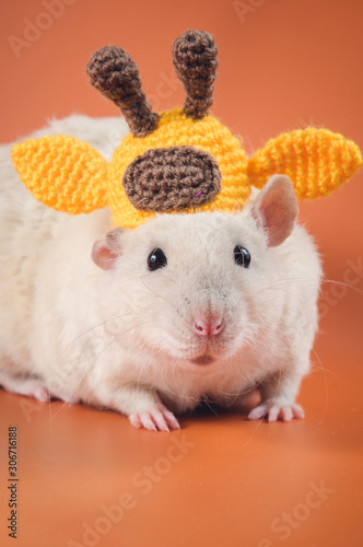 Cute decorative rat in funny knitted hat on orange background