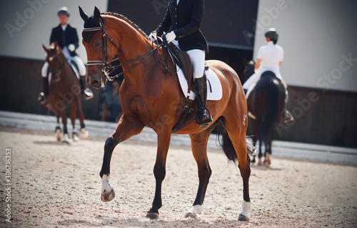 A beautiful Bay horse with a rider in the saddle gracefully lifted a hoof in a dressage competition on a Sunny day.