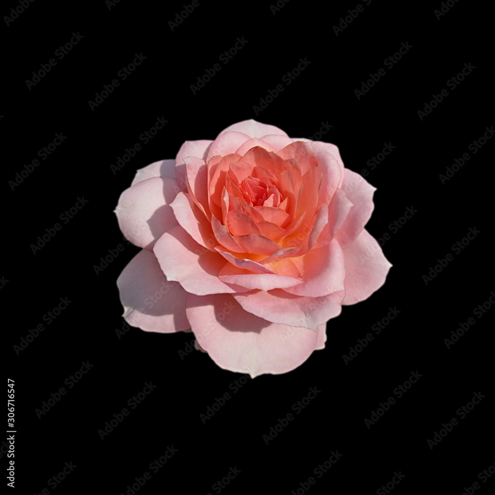 Beautiful pink rose isolated on a black background Beautiful pink rose isolated on a black background