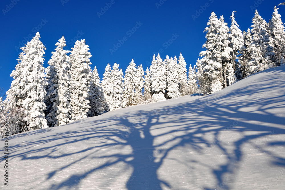 Obraz premium Schneelandschaft
