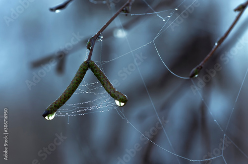 Fototapeta Naklejka Na Ścianę i Meble -  Brzoza