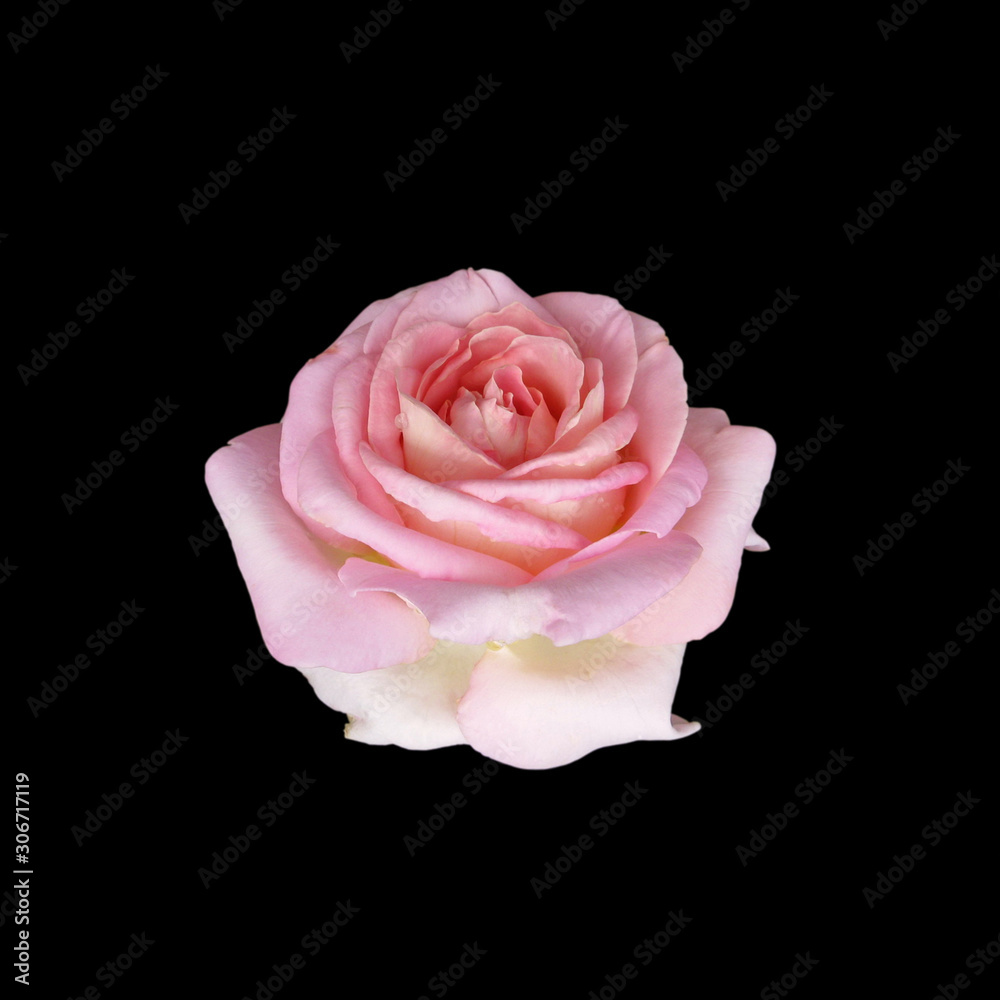 Beautiful pink rose isolated on a black background Beautiful pink rose isolated on a black background