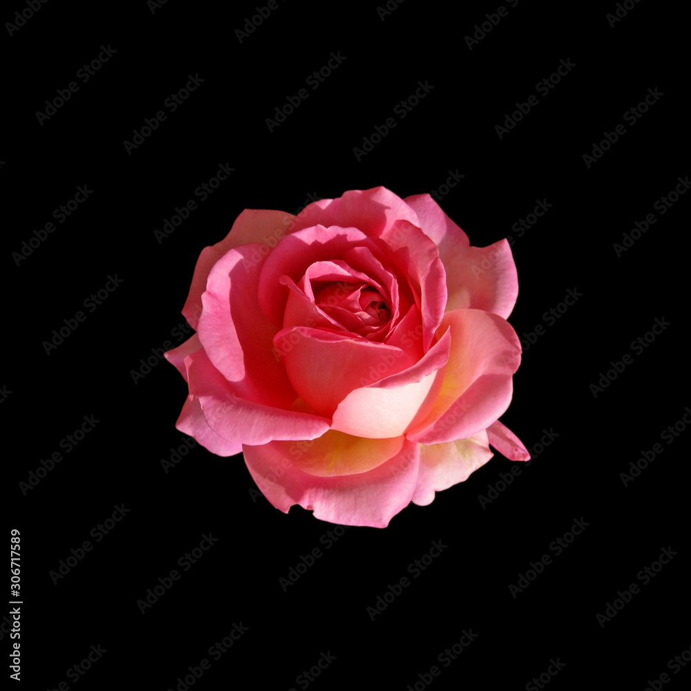Beautiful pink rose isolated on a black background Beautiful pink rose isolated on a black background