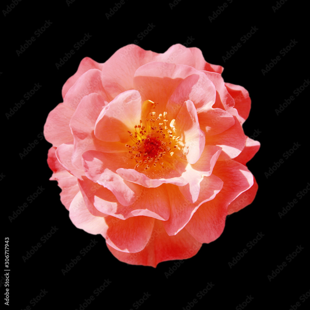 Beautiful pink rose isolated on a black background Beautiful pink rose isolated on a black background