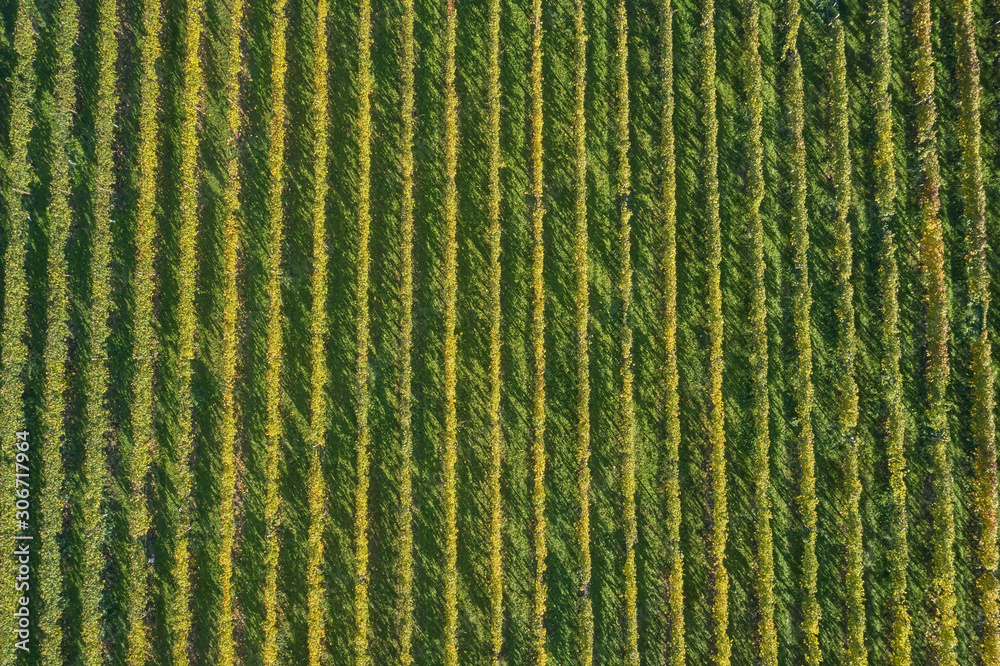 Autumn grape rows of yellow. Aerial view Autumn grape rows of yellow. Aerial view
